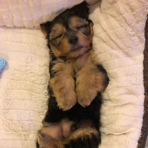 Meet your Posher, Miles - Picture 1 of 1